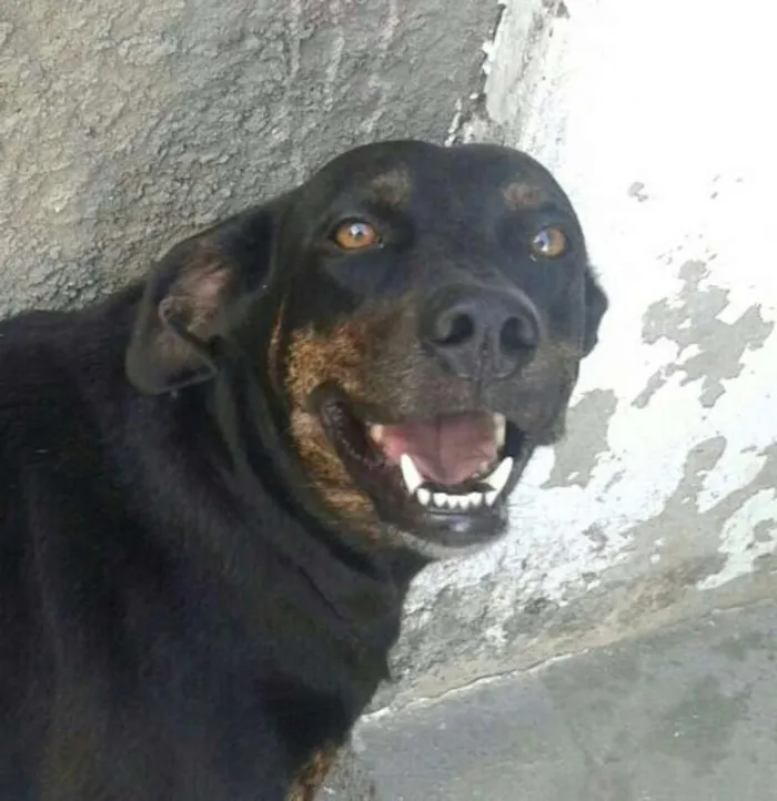 Cachorro raça Rottweiler/Labrador idade 2 anos nome Milla