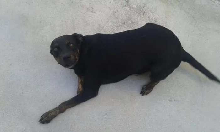 Cachorro raça Rottweiler/Labrador idade 2 anos nome Milla