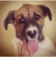 Filó