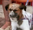 Filó
