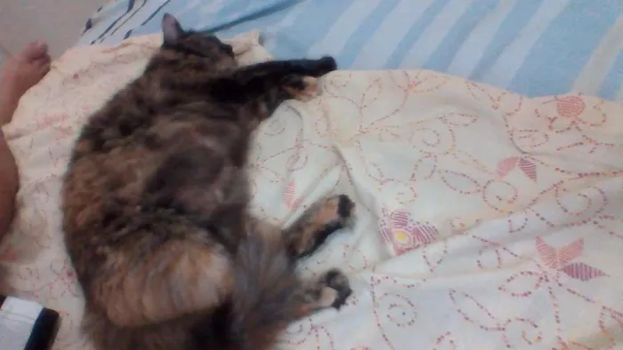 Gato ra a  idade 1 ano nome chaninha