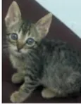 gatinhos
