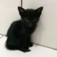 gatinhos