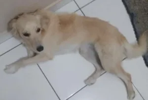 Cachorro raça Labrador mestiça idade 1 ano nome MEL