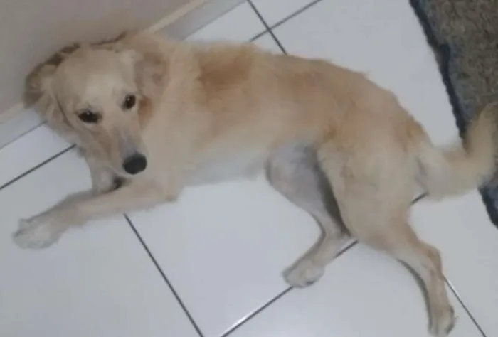 Cachorro ra a Labrador mestiça idade 1 ano nome MEL