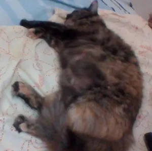 Gato raça  idade 1 ano nome chaninha