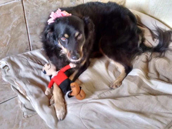 Cachorro raça SRD idade 6 ou mais anos nome BELINHA