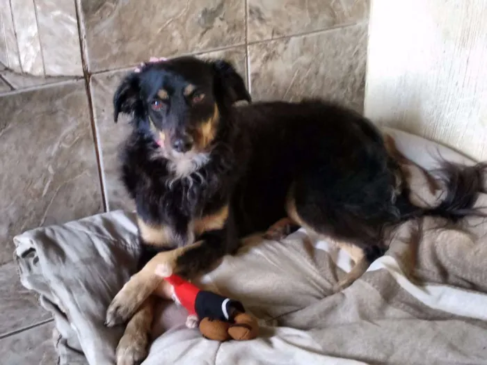 Cachorro raça SRD idade 6 ou mais anos nome BELINHA