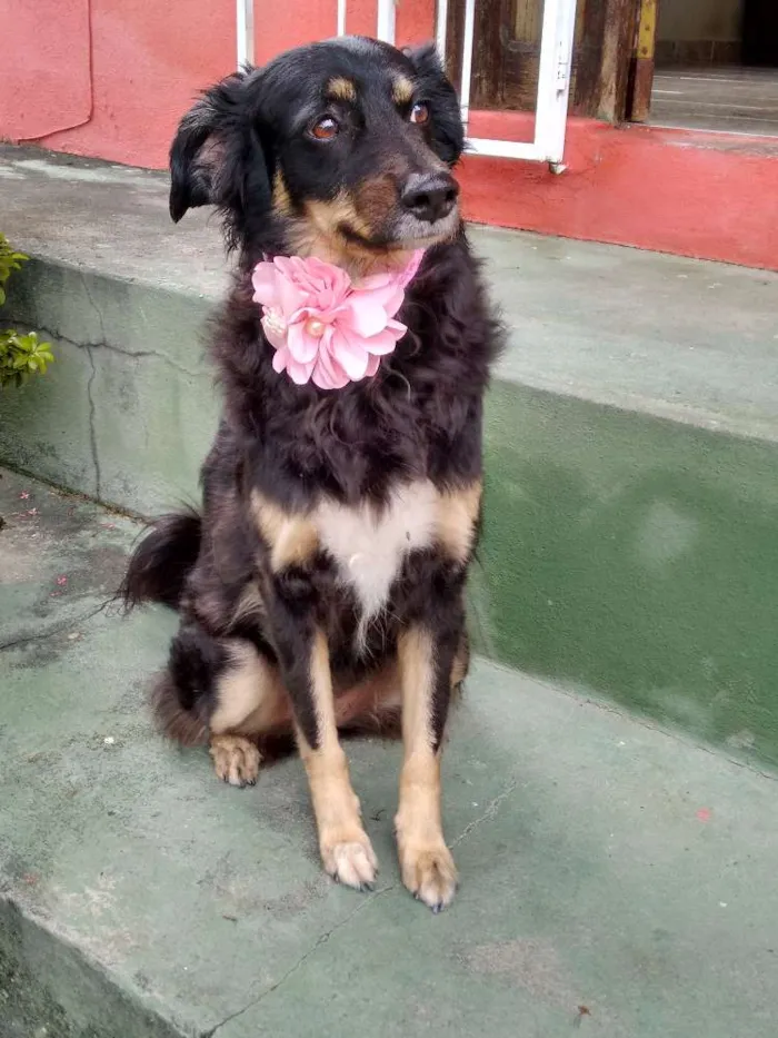 Cachorro raça SRD idade 6 ou mais anos nome BELINHA