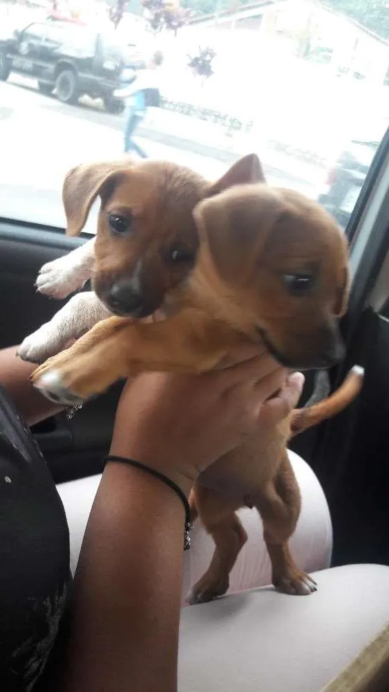 Cachorro ra a Pinscher idade Abaixo de 2 meses nome clarinha/mestiço/ z