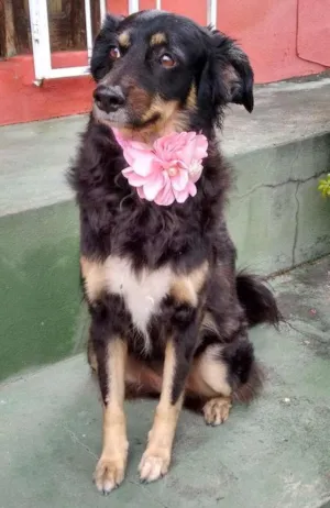 Cachorro raça SRD idade 6 ou mais anos nome BELINHA