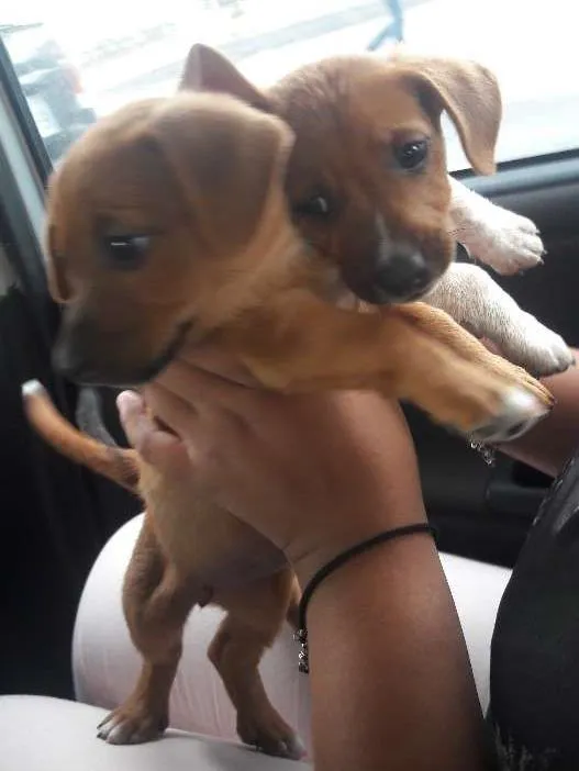 Cachorro ra a Pinscher idade Abaixo de 2 meses nome clarinha/mestiço/ z