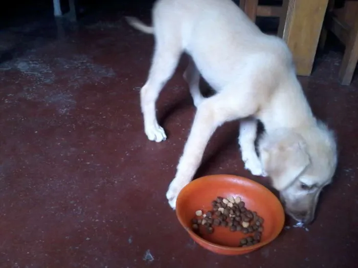 Cachorro ra a não definida idade 2 a 6 meses nome Súria