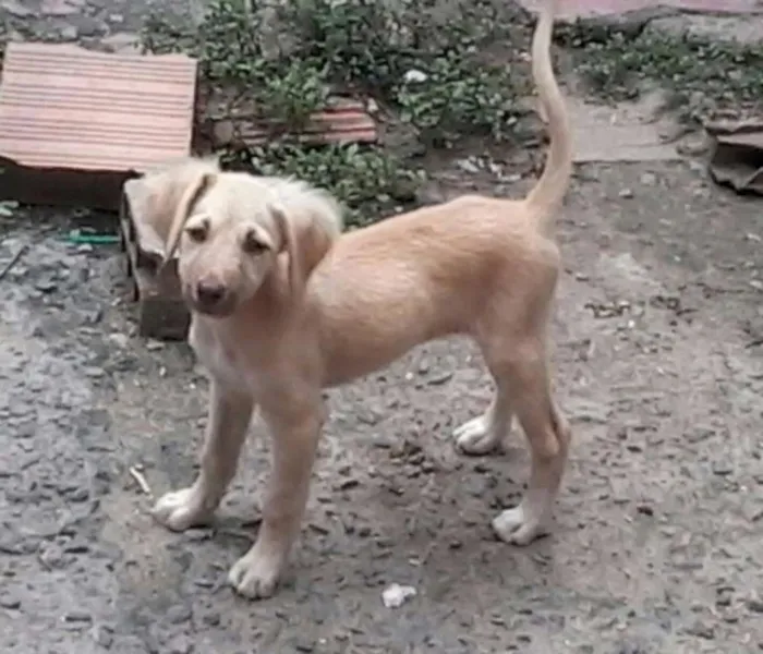 Cachorro ra a não definida idade 2 a 6 meses nome Súria