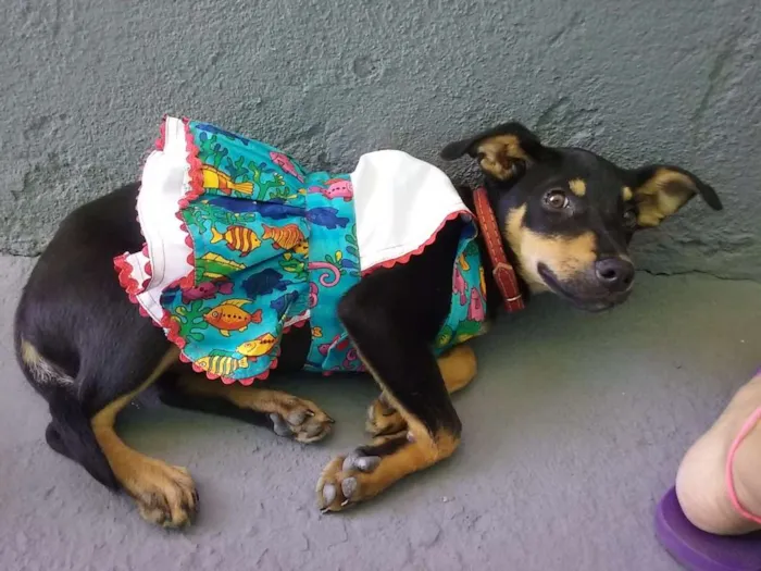 Cachorro ra a SRD idade 2 a 6 meses nome Lilica
