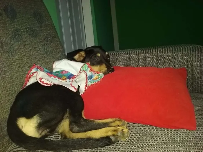 Cachorro ra a SRD idade 2 a 6 meses nome Lilica