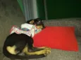 Lilica
