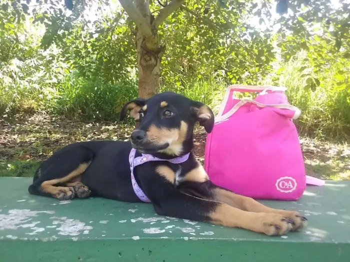 Cachorro ra a SRD idade 2 a 6 meses nome Lilica