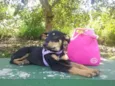 Lilica