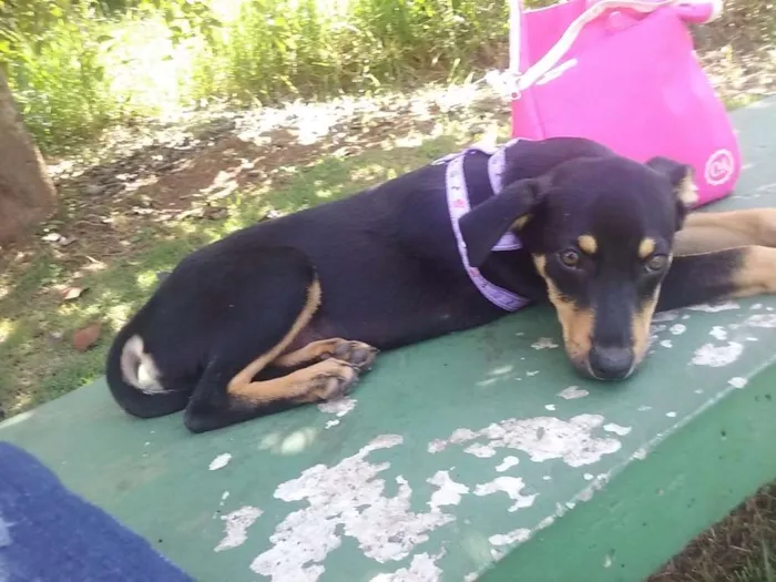 Cachorro ra a SRD idade 2 a 6 meses nome Lilica