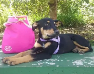 Cachorro raça SRD idade 2 a 6 meses nome Lilica