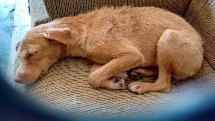 Cachorro ra a Sem raça definida idade nome Larissa