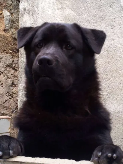 Cachorro raça Chow Chow com Labrador idade 4 anos nome Fiona