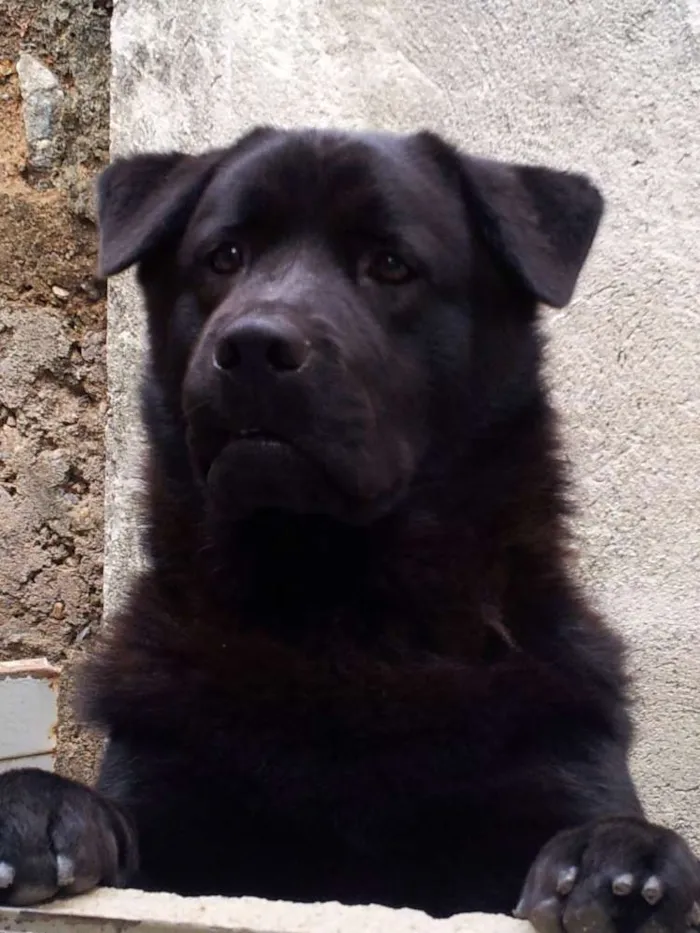 Cachorro ra a Chow Chow com Labrador idade 4 anos nome Fiona
