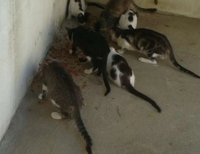 Gato ra a Sem Raça Denominada idade 2 a 6 meses nome Varios