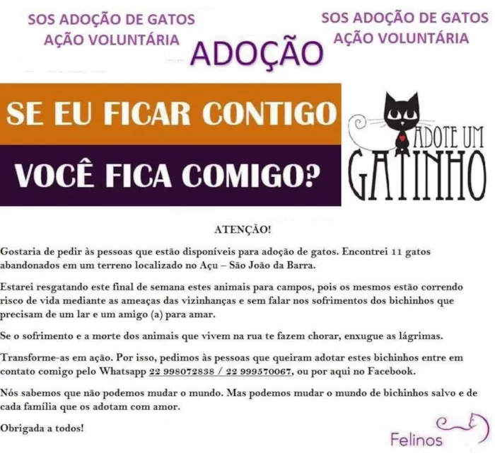 Gato ra a Sem Raça Denominada idade 2 a 6 meses nome Varios