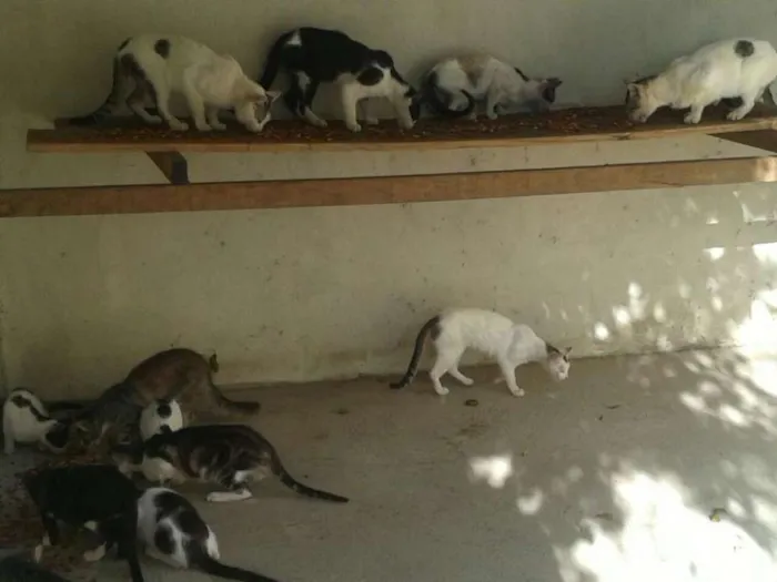 Gato ra a Sem Raça Denominada idade 2 a 6 meses nome Varios