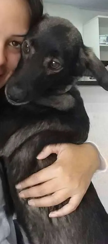 Cachorro ra a vira lata idade 5 anos nome Piti
