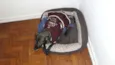 Piti
