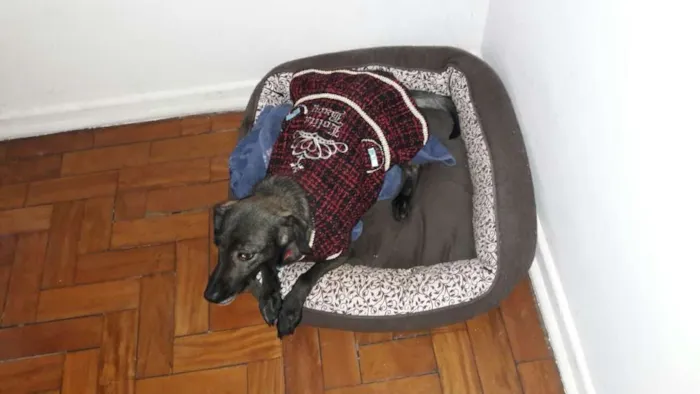 Cachorro ra a vira lata idade 5 anos nome Piti