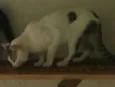 Varios