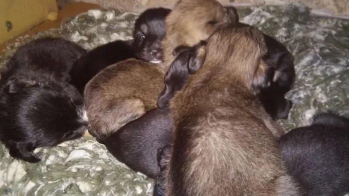 Cachorro raça Vira lata idade Abaixo de 2 meses nome Cachorro