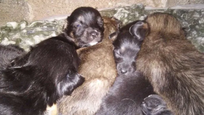 Cachorro raça Vira lata idade Abaixo de 2 meses nome Cachorro