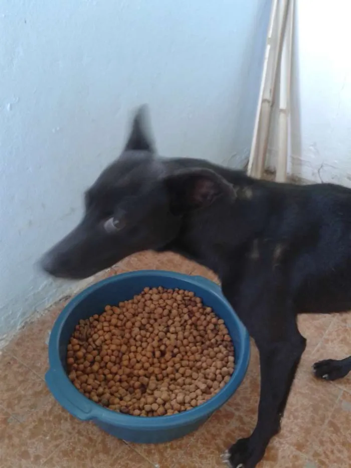 Cachorro ra a Sem raça idade 7 a 11 meses nome Pretinha