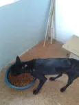 Pretinha