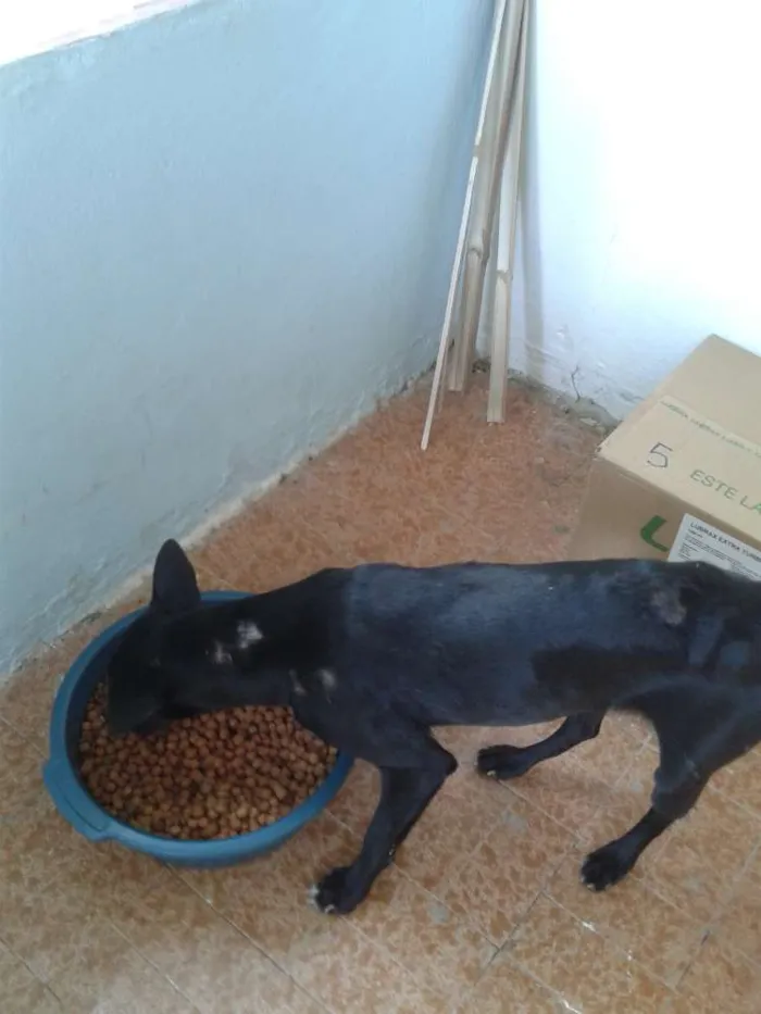 Cachorro ra a Sem raça idade 7 a 11 meses nome Pretinha