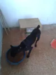 Pretinha