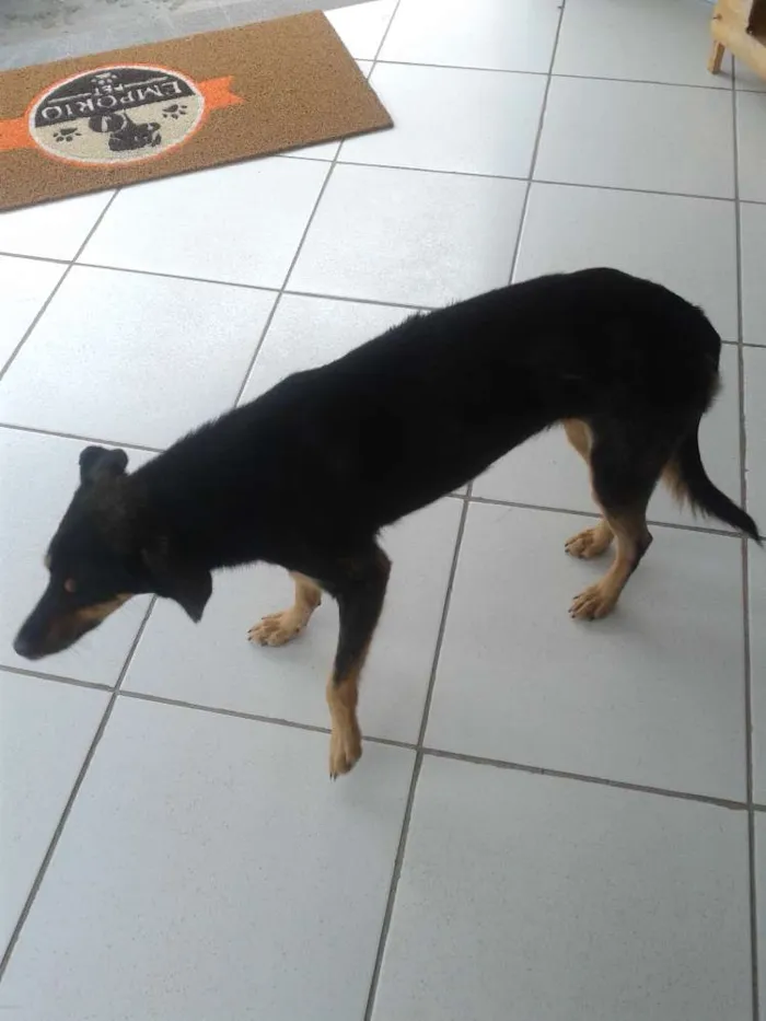 Cachorro ra a Sem raça idade 7 a 11 meses nome Nega