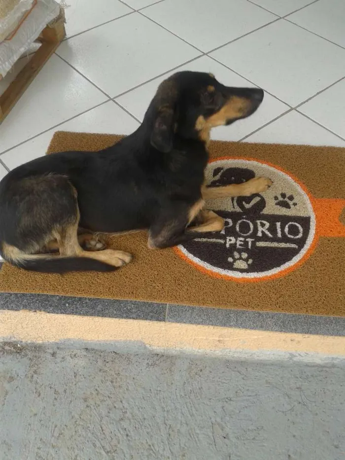 Cachorro ra a Sem raça idade 7 a 11 meses nome Nega