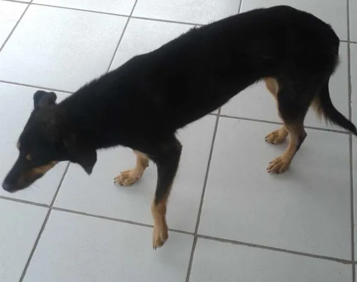 Cachorro ra a Sem raça idade 7 a 11 meses nome Nega