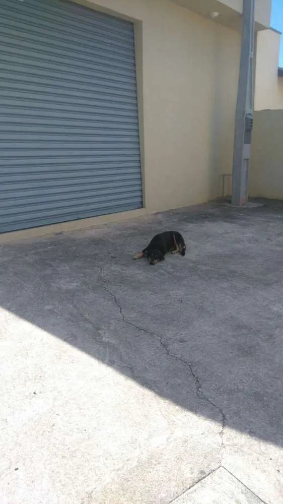 Cachorro ra a Sem raça idade 7 a 11 meses nome Nega