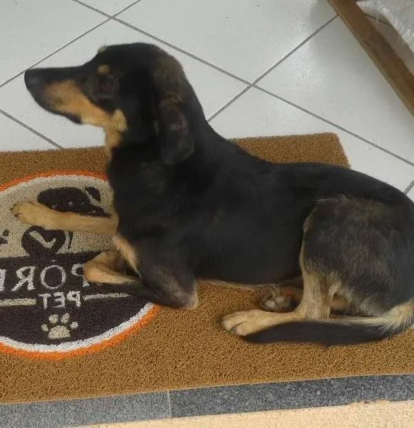 Cachorro ra a Sem raça idade 7 a 11 meses nome Nega