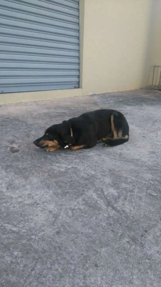 Cachorro ra a Sem raça idade 7 a 11 meses nome Nega