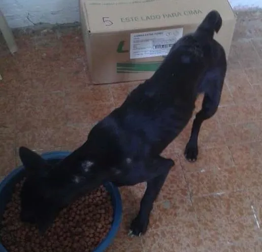 Cachorro ra a Sem raça idade 7 a 11 meses nome Pretinha