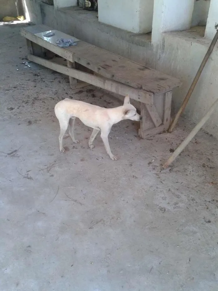 Cachorro ra a Sem raça idade 7 a 11 meses nome Branco