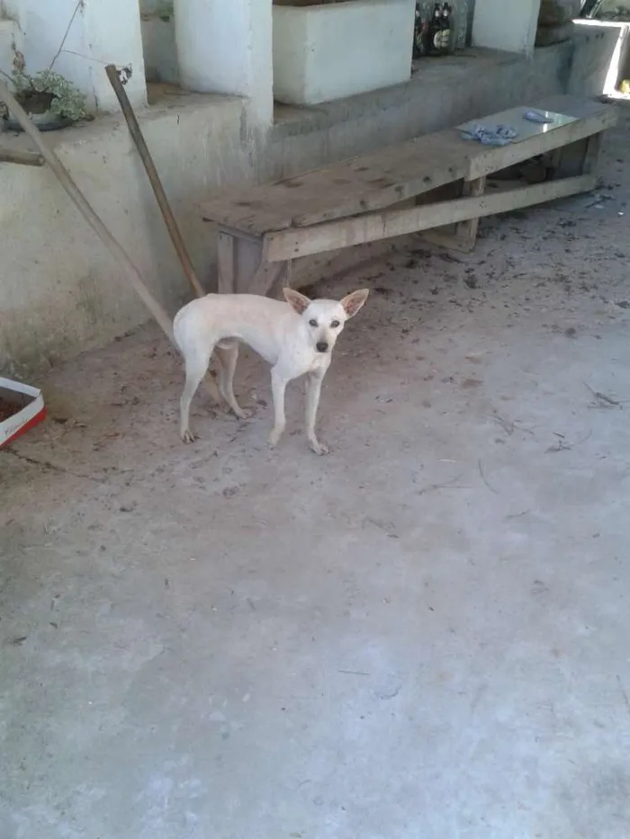 Cachorro ra a Sem raça idade 7 a 11 meses nome Branco